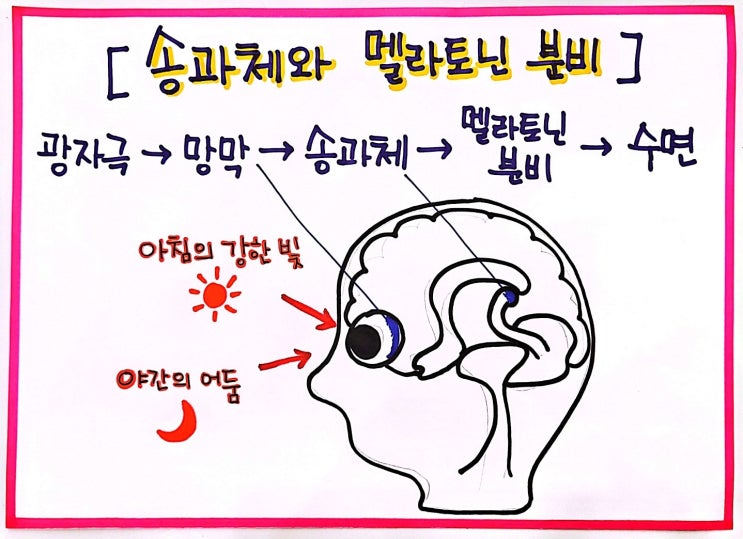  100세 건강법 수면 가이드(ft. 당신의 뇌는 최적화를 원한다)