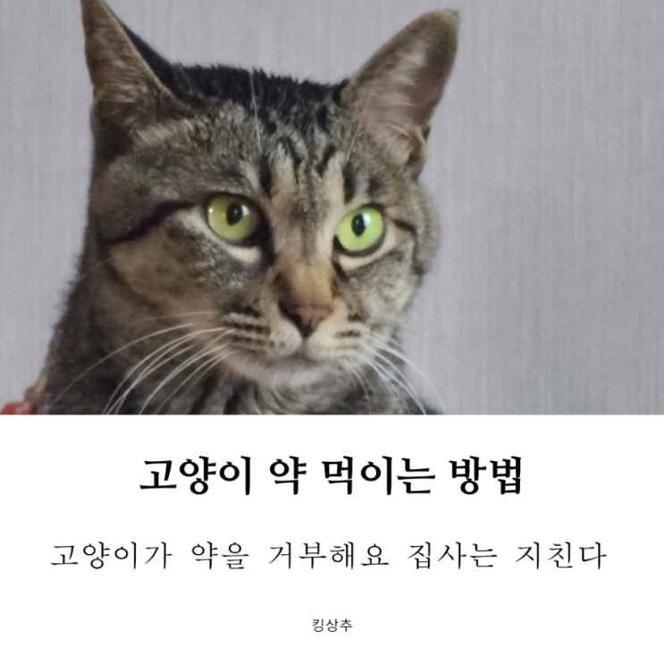  고양이 약 먹일 때마다 전쟁! 고양이 약 쉽게 먹이는 방법