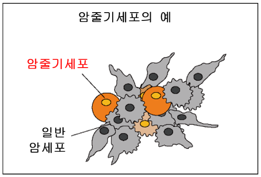  췌장암 재발과 전이의 원인인 암줄기세포 발견과 사멸시키는 치료법