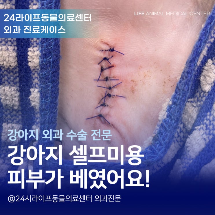 강아지셀프미용 주의사항 : 대구24시동물병원 강아지피부봉합수술 강아지피부 찢어졌어요