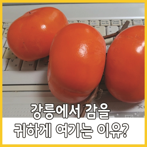  강릉에서 감을 귀하게 여기는 이유?