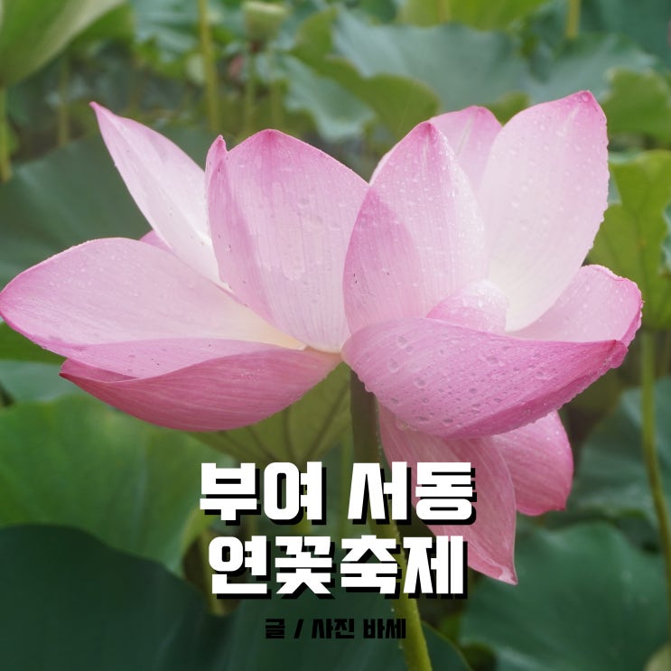  부여서동연꽃축제, 궁남지 부여 가볼만한 곳 맞아요
