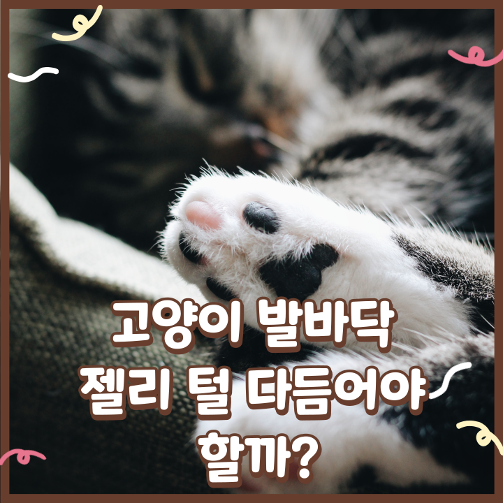  고양이 발바닥 젤리 털 다듬어야 하는 이유와 털 깎는 방법