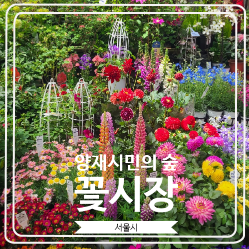 [양재시민의 숲 꽃시장] 아름답고 다양한 꽃과 식물을 저렴하게 구매할 수 있는 곳