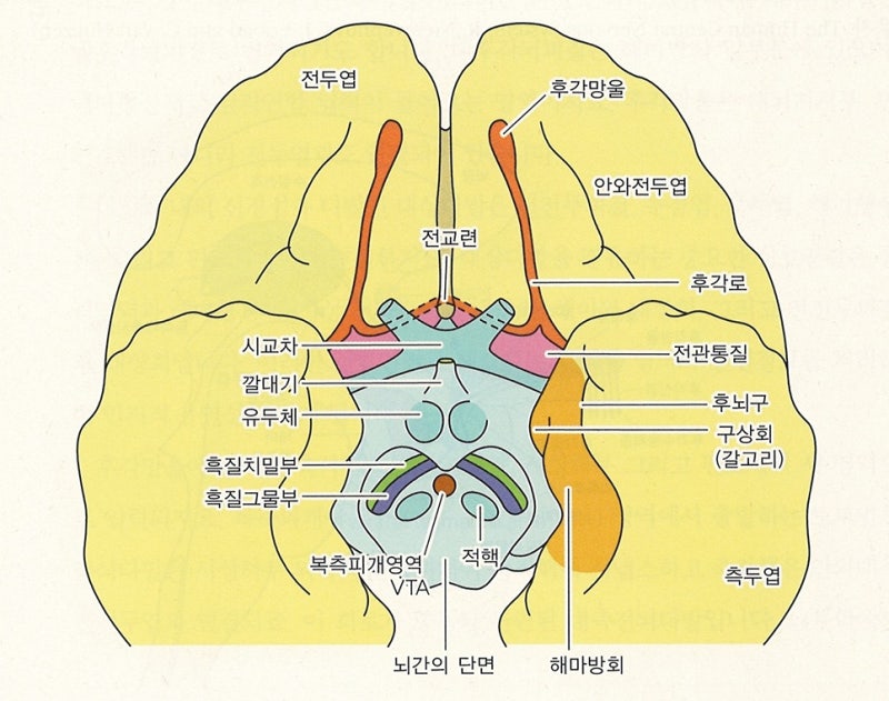 뇌과학 - 신경계 - 변연계, 둘레계통, Limbic system, 대상회, 해마, 편도체, 시상하부, 전전두엽, 파페츠회로 ...