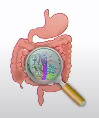  면역력 프로바이오틱스 아연