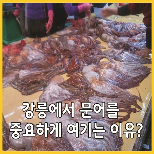  강릉에서 문어를 중요하게 여기는 이유?