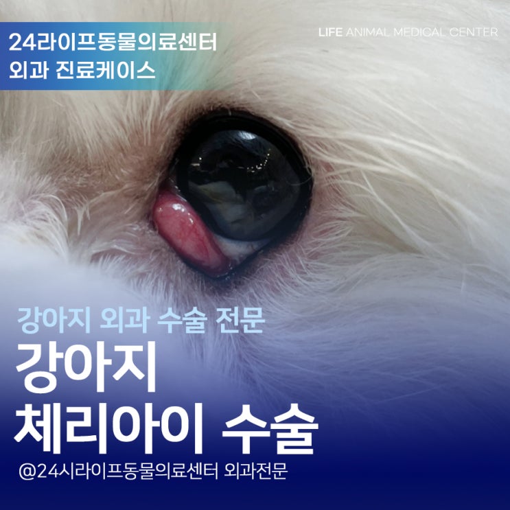 대구 강아지체리아이 수술 : 5개월 강아지 제3안검돌출증 수술 대구 강아지체리아이 수술 : 5개월 강아지 제3안검돌출증 수술