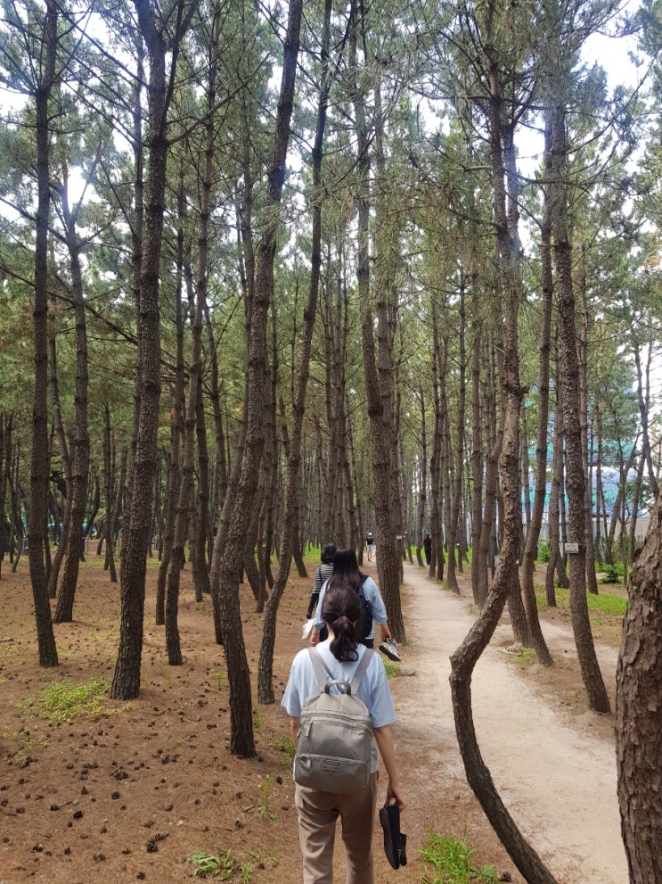  포항 맨발걷기 좋은 곳 30곳은 어디?  포항송도솔밭 에서 힐링!