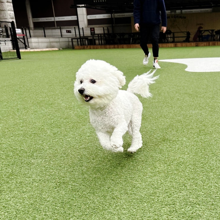  강아지 더위먹었을때 증상 및 대처방법