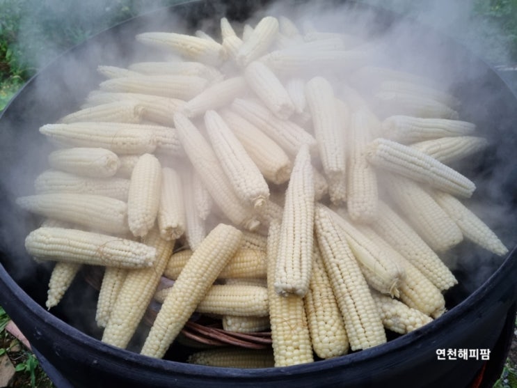  옥수수수확시기 가마솥 옥수수찌기