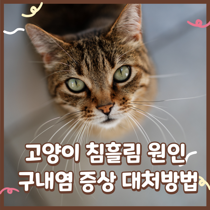  고양이 침흘림 원인 고양이 구내염 증상 대처방법