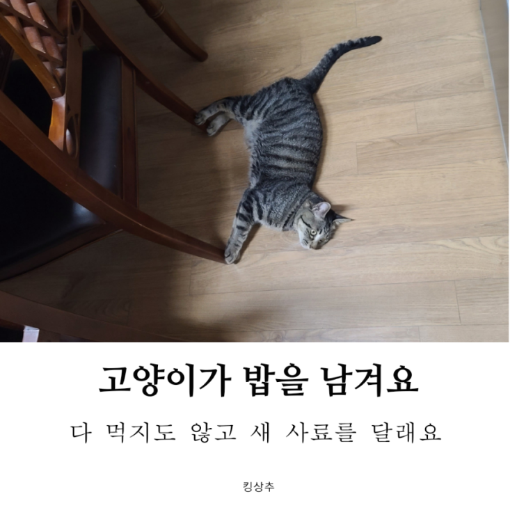  고양이가 밥을 남기는 이유는? 사료 몇 알 남기는 이유 고양이 밥그릇 사료 그릇