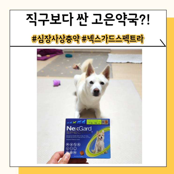 인천 고은약국에서 펫버킷보다 싸게 심장사상충약 구입 인천 고은약국에서 펫버킷보다 싸게 심장사상충약 구입