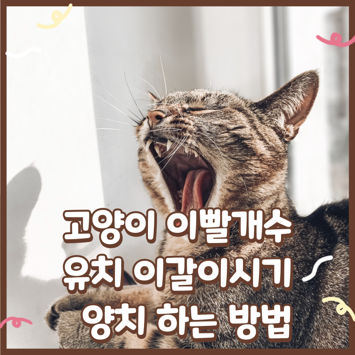  고양이 이빨개수 유치 이갈이시기 고양이 양치 시키는법