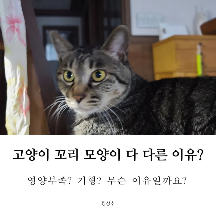  고양이 꼬리 모양이 다 다른 이유는? 고양이 꼬리 모양 이름