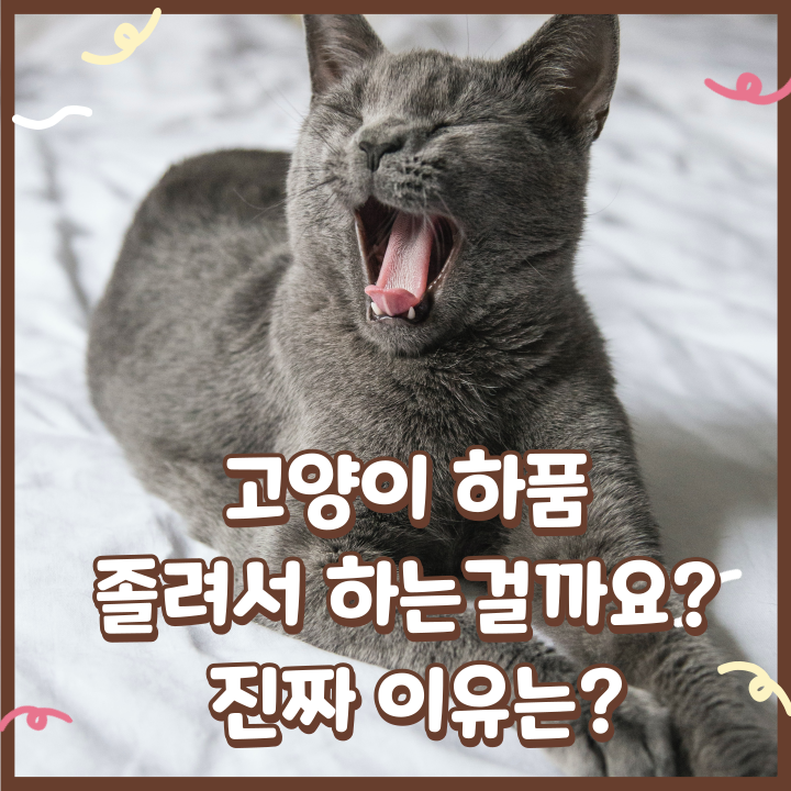  고양이 하품 졸려서 하는걸까요? 진짜 이유는?