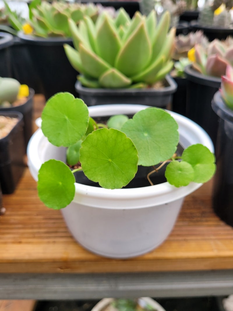 수생식물인 워터코인 삽목했습니다 ( 워터코인키우기 / 워터코인수경재배 / 꽃말) : 네이버 블로그