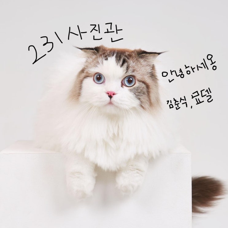  [고양이 사진]231사진관, 용인사진관 ; 김춘식 묘델 도전합니다