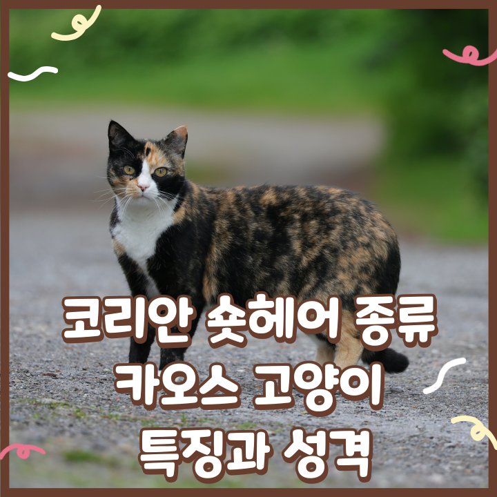  코리안 숏헤어 종류 코숏 카오스 고양이 특징과 성격