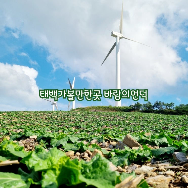  태백가볼만한곳 바람의언덕 feat 풍력발전단지