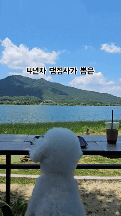  서울근교 갈만한 애견동반 카페? 4년차 집사가 선정한 TOP 3