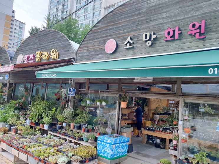  강동구 화훼단지 식물전문 로즈플라워에서 산 유카리 폴리안, 아르베키나 올리브 드디어 우리집에 왔어요~