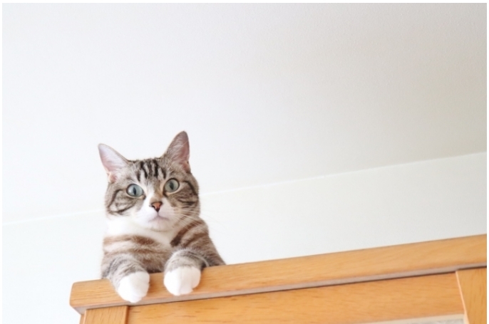  캣타워를 즐기는 고양이,왜 높은 곳을 좋아할까?