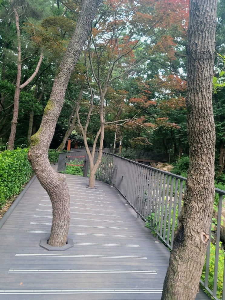  호압사 입구 잣나무산림욕장 반려견과 산책