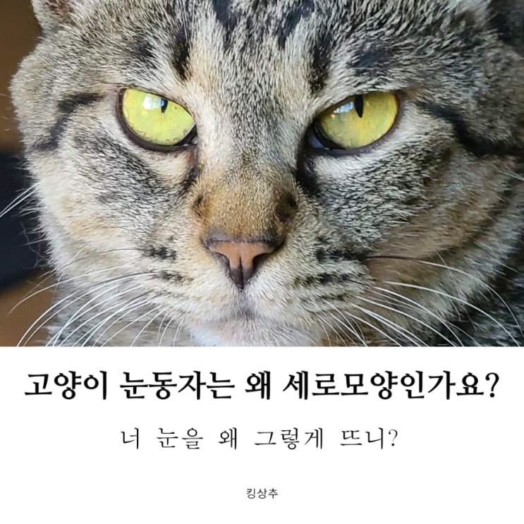  고양이 눈동자는 왜 세로 모양일까? 고양이 눈동자