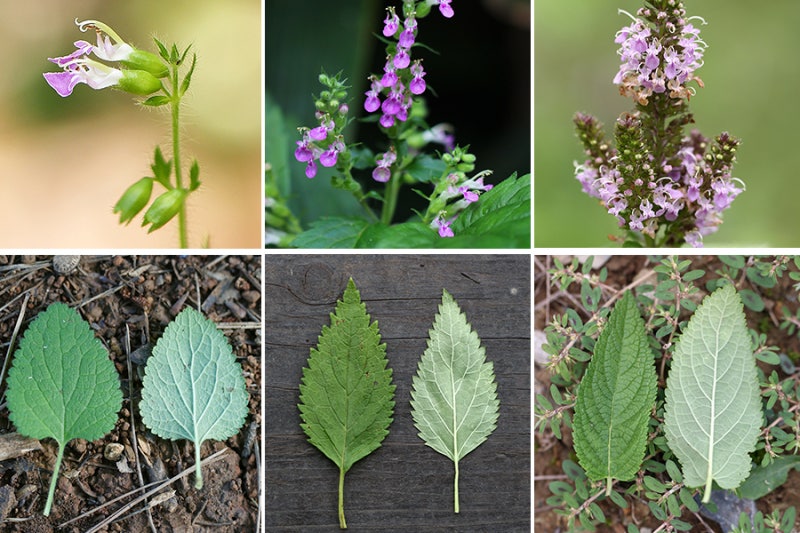 곽향, 덩굴곽향, 개곽향 : 곽향속(Teucrium) 3종 : 네이버 블로그