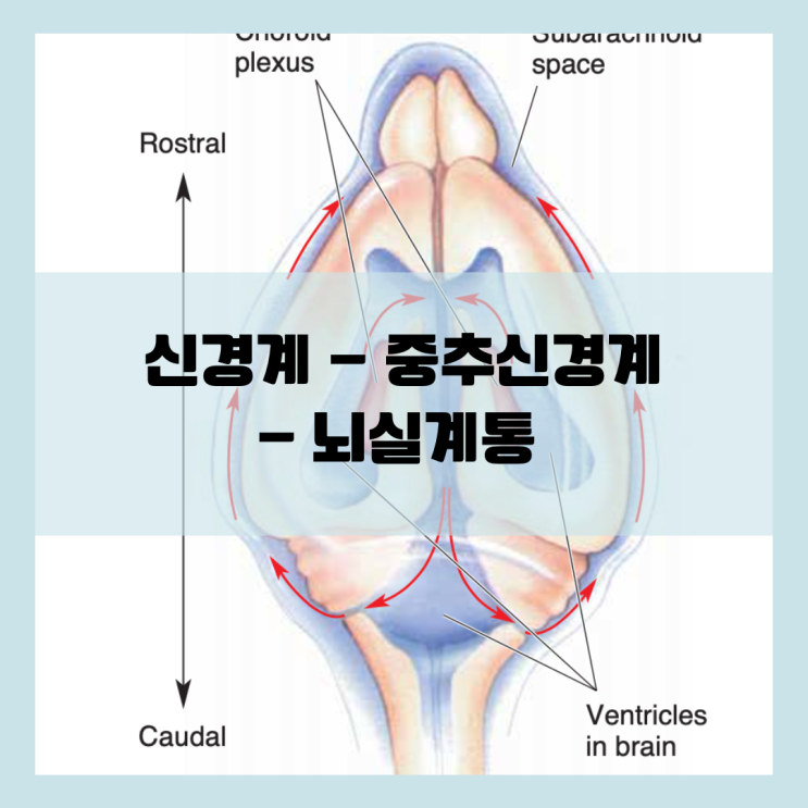  수막과 뇌실계통