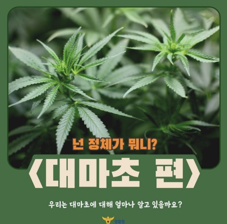  [넌 정체가 뭐니? 대마초 편]