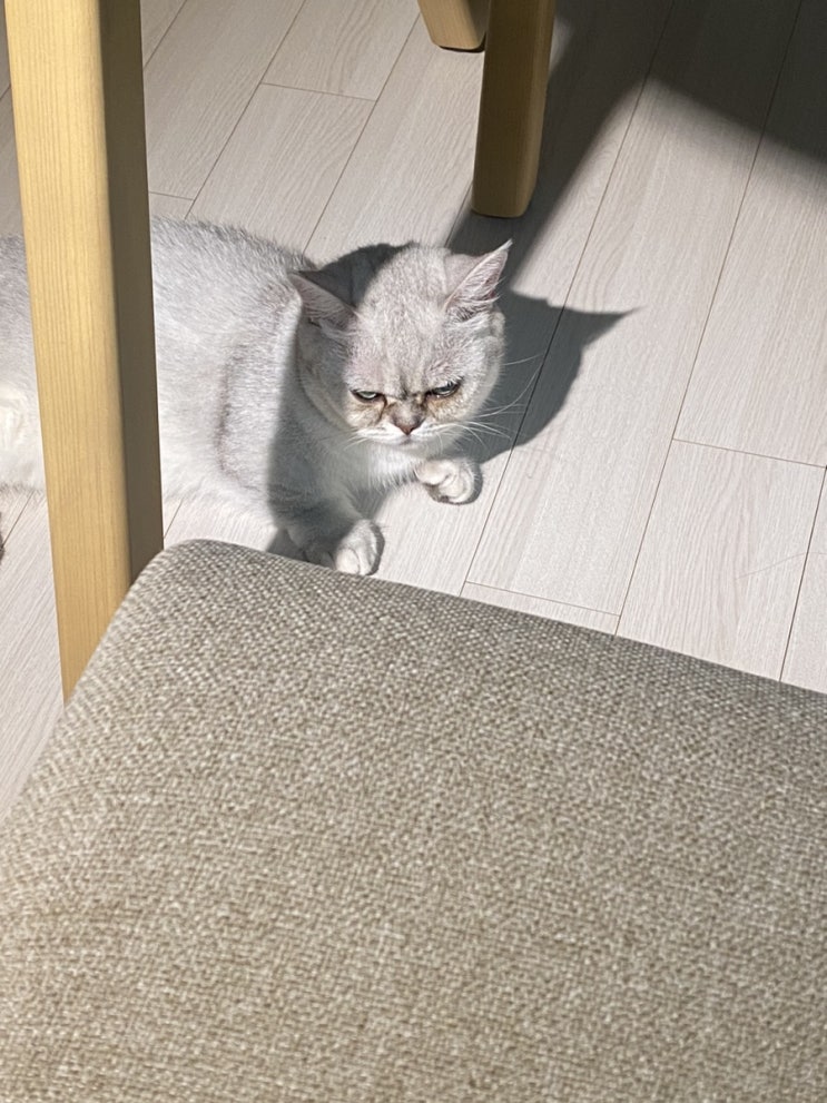  끈냥이