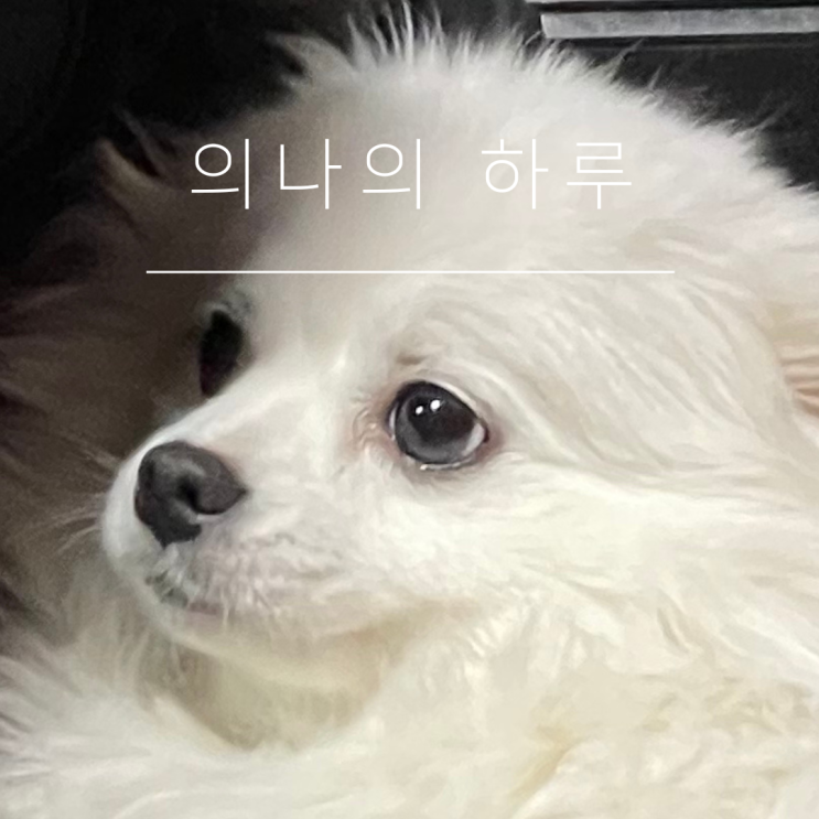  [의나의 하루] 7월8일 토요일 일상 “HAPPY SATURDAY” : 블랑이 미용 / 수지 롯데몰 / 엉터리생고기 흑석점