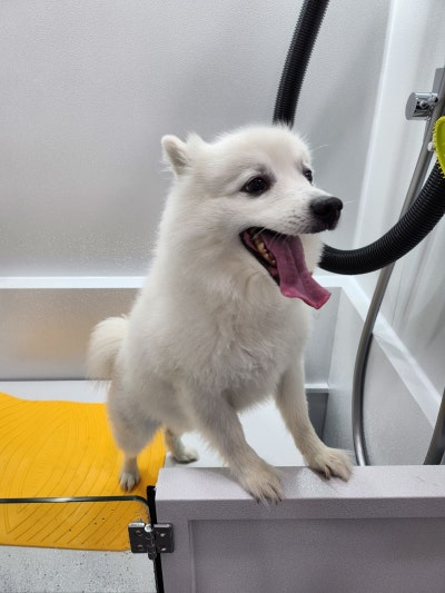 버블dog