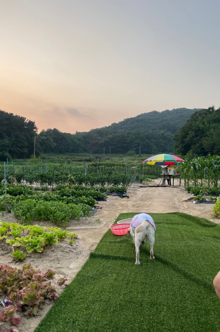래브라도리트리버 밤 여주 전원나들이 공 숨기는 밤밤이 래브라도리트리버 밤 여주 전원나들이 공 숨기는 밤밤이