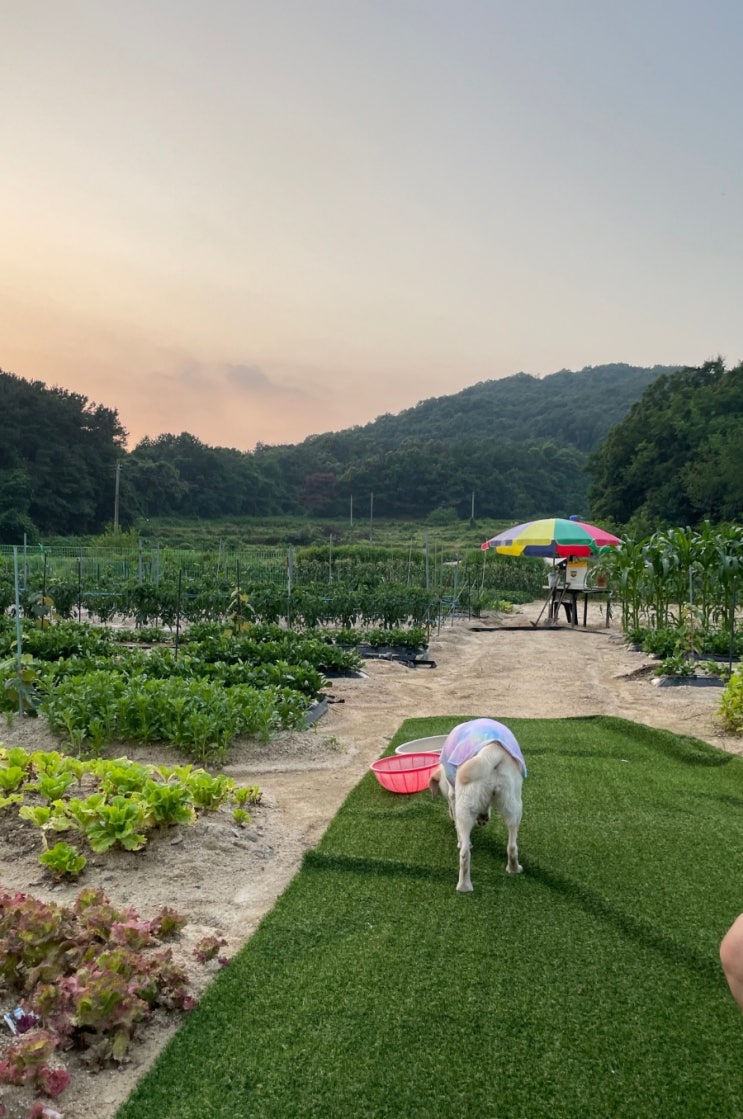 래브라도리트리버 밤 여주 전원나들이 공 숨기는 밤밤이