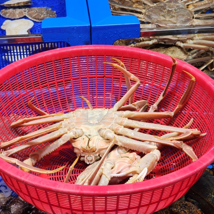  대천항수산시장 장보기 꿀팁&제철회&대게 먹방