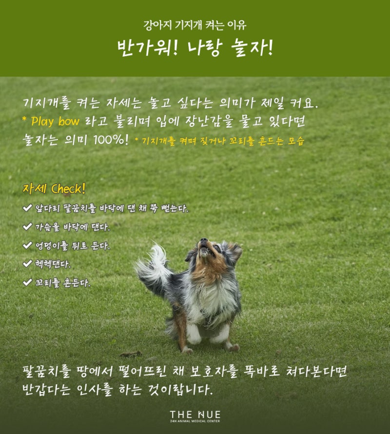 개 스트레칭 언어의 의미를 알아보세요.