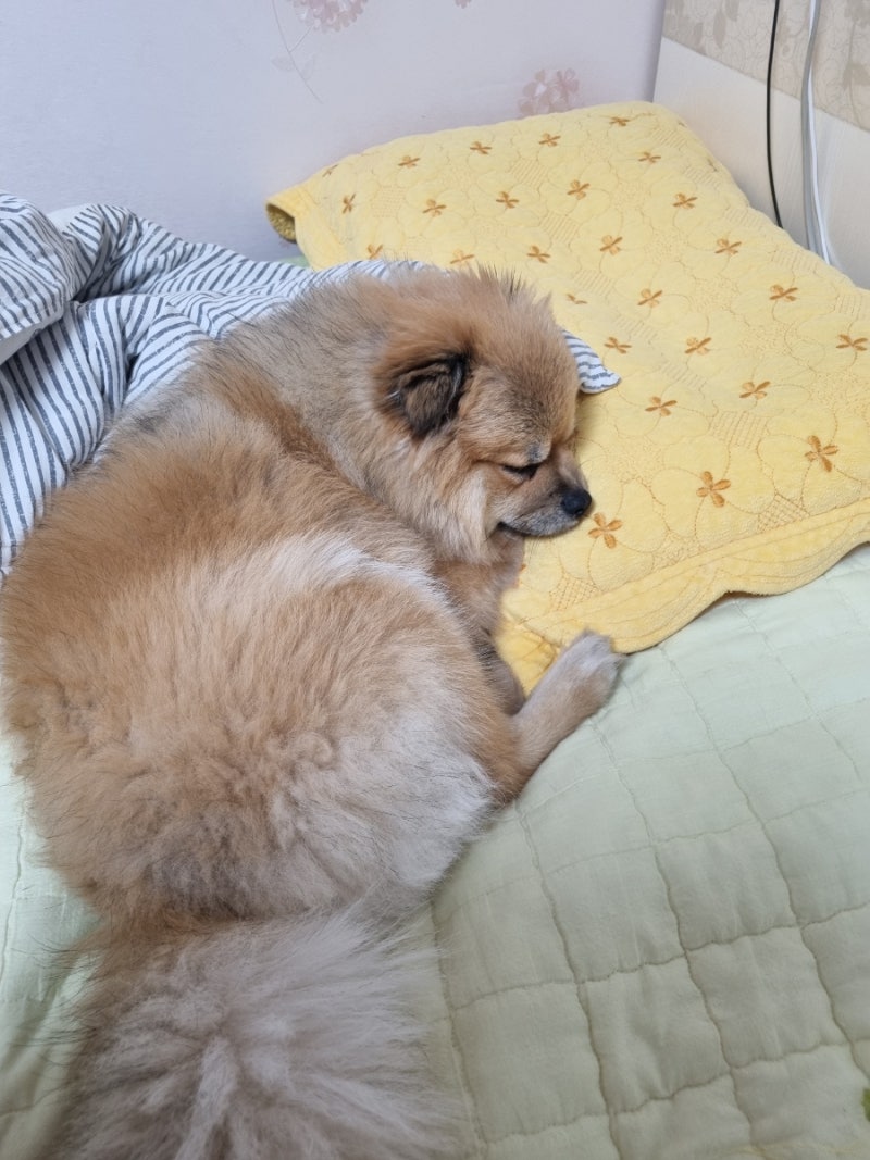 세이블포메 쪼꼬의 성장일기 : 네이버 블로그, image size:800x1067