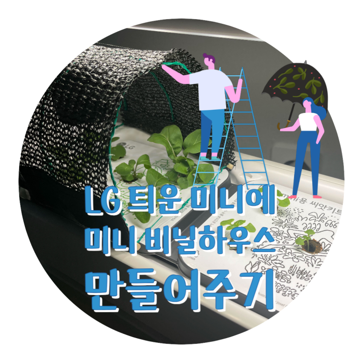 [틔운미니] 루꼴라에 미니 비닐하우스(차광막) 만들어주기(feat. 다이소 차광막)