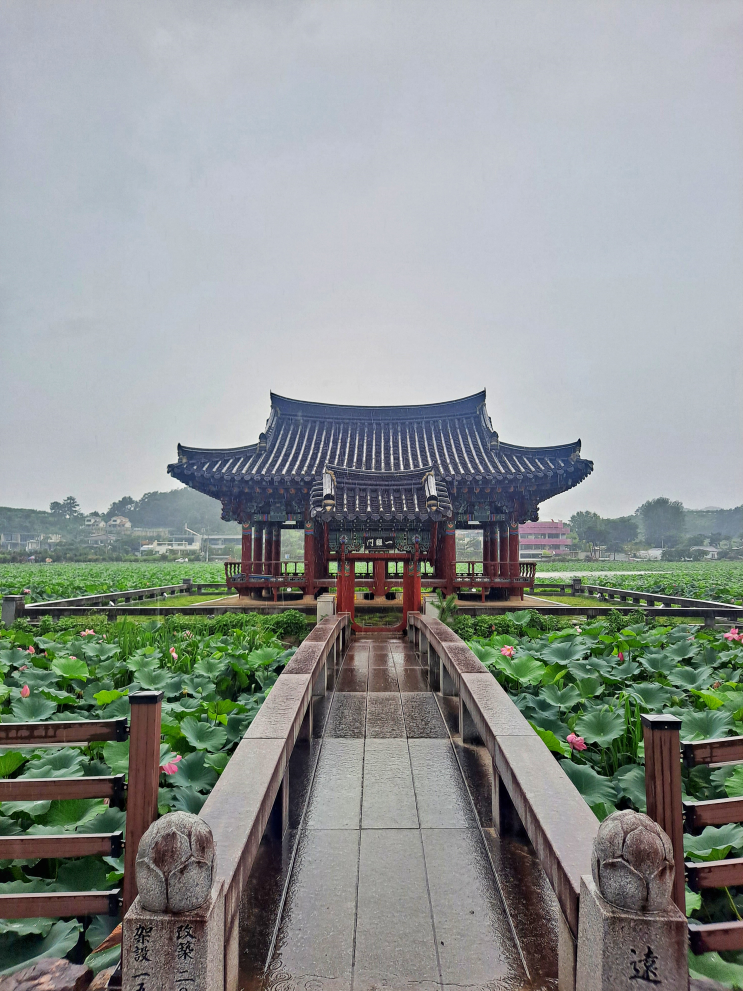  #19 체크인 챌린지 - 경북 청도 여행지 중 하나인 유등지 연꽃보러 가기! 이렇게 큰 연꽃장관 본 적 없죠?