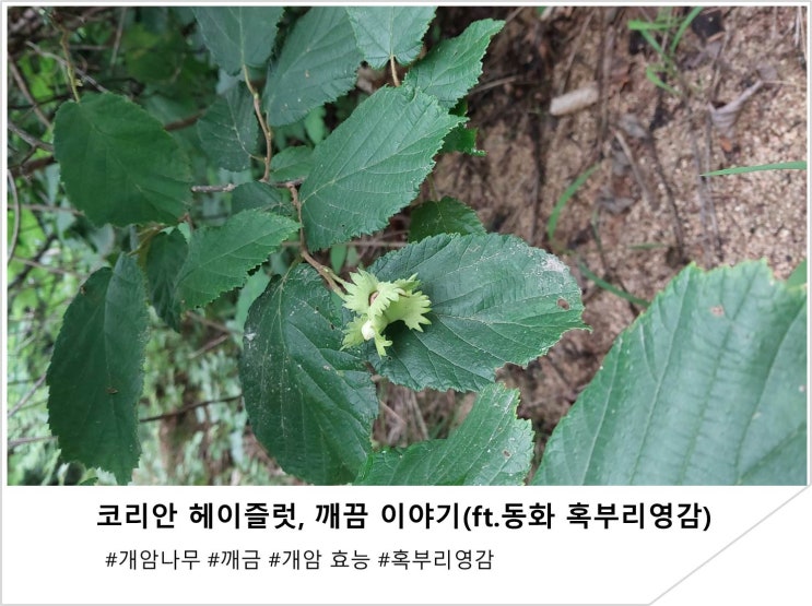  코리안 헤이즐럿, 깨끔 이야기