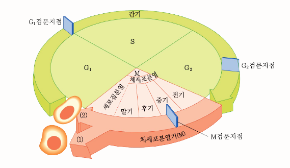 생물과학 8강. DNA 복제와 세포분열 : 네이버 블로그