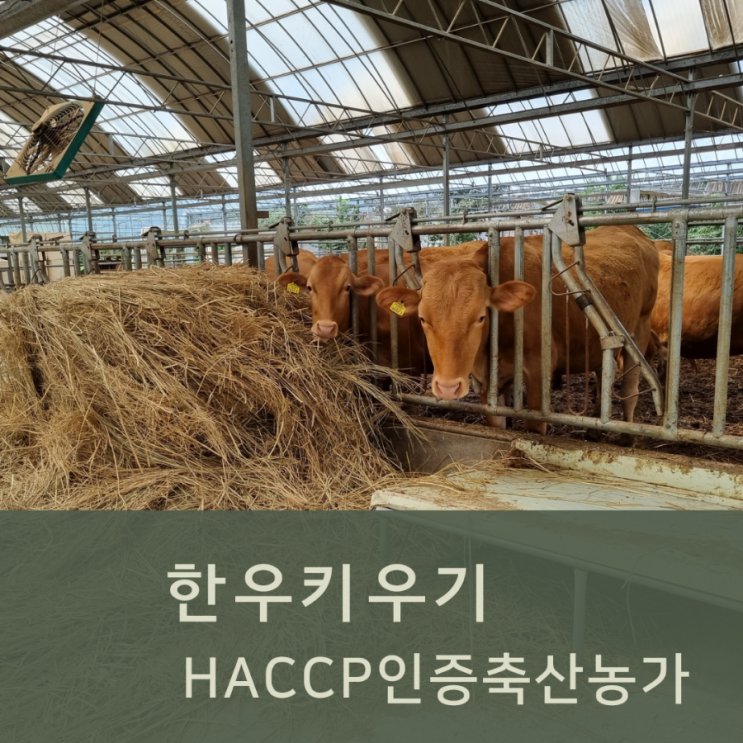  한우키우기 해썹인증농가 (HACCP 인증 축산농가)