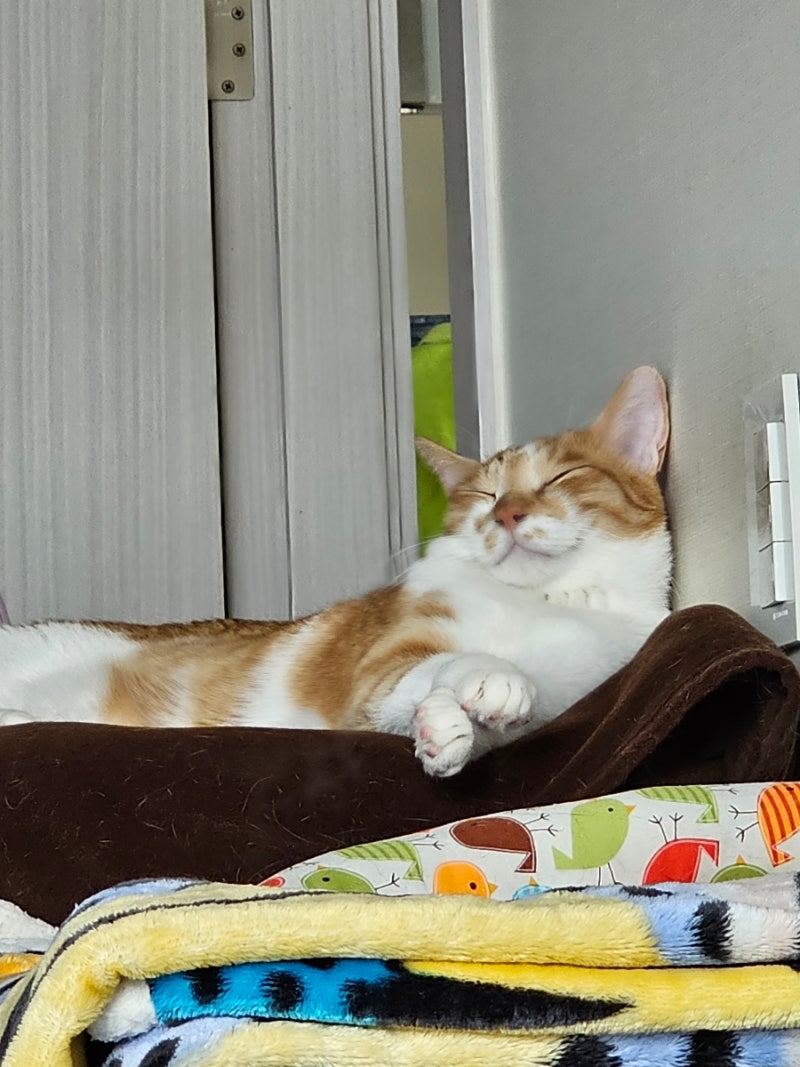 7월 17일 월요일 : 네이버 블로그, image size:800x1067