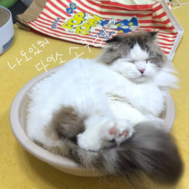  [고양이 핫템]다이소 채반, 우리 고양이도 질 수 없어; 묵직한 소쿠리