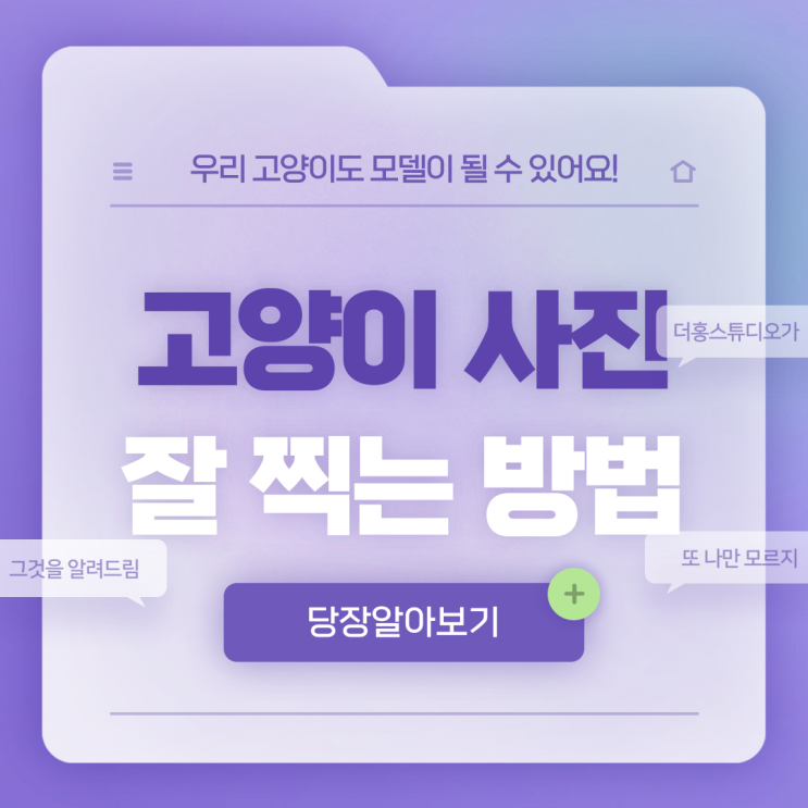  고양이 사진을 잘 찍는 법! 더홍스튜디오가 알려드려요