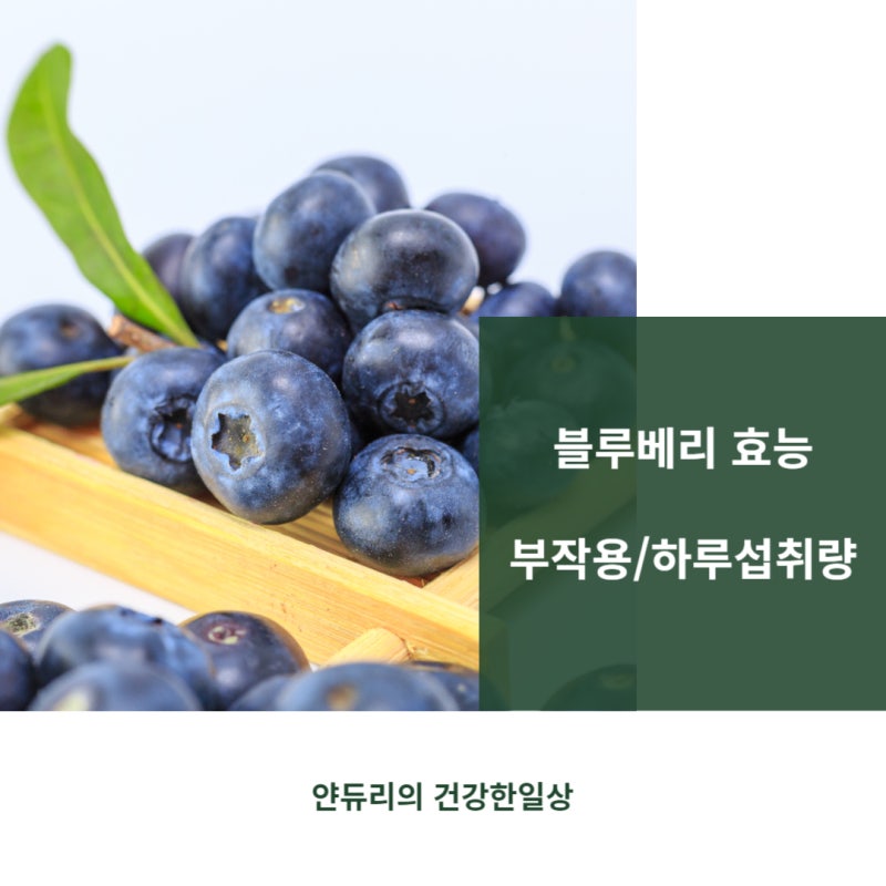 블루베리 효능 부작용 3